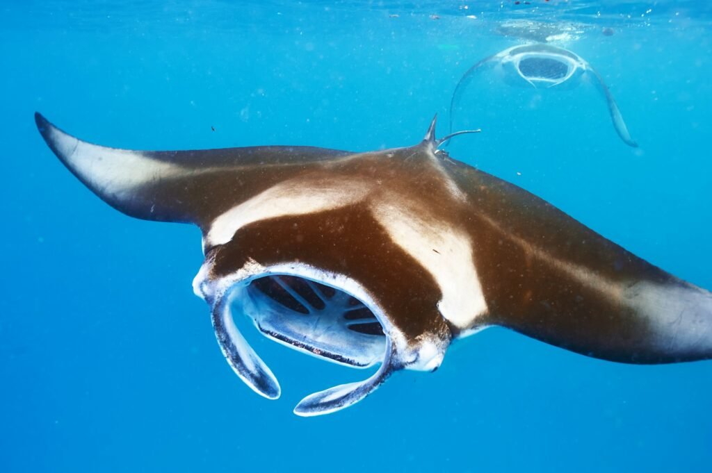 Manta ray floating underwater